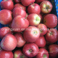 Proveedor chino para la alta calidad de Apple Qinguan fresco